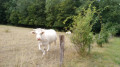 La vache charolaise La vache charolaise