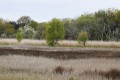 la végétation du marais la végétation du marais