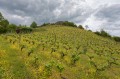 La vigne à l'entrée de la réserve naturelle des coteaux de Pont-Barré