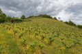 La vigne à l'entrée de la réserve naturelle des coteaux de Pont-Barré