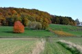 La vigne de Guindrecourt-sur-Blaise
