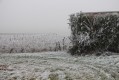 La vigne l'hiver