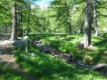 Forêt de mélèzes