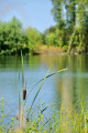 Lac de Sabatouse - végétation