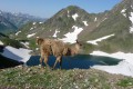 lac oncet