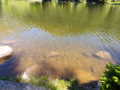 Lac vert et poissons