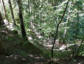 Lacets dans les bois