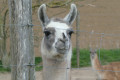 Lama curieux