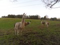 Lamas ferme de Beaumont Lamas ferme de Beaumont