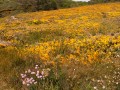 Lande en fleur