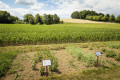 Landwirtschaftliches Schaufeld