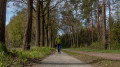 Lange Wege durch den Heidewald
