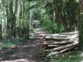 Large allée en lisère Ouest