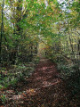 Larges chemins ombragés