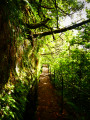 Levada do Caldeirão Verde