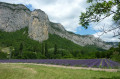 Lavande en fleurs (début juillet)
