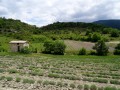 Lavande et thym