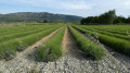 lavande sur fond dent de Rez