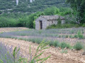 Lavande Lavande
