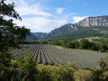 Bois Sec et rives du Roubion à Francillon