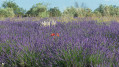 Plateau de Valensole côté Asse Plateau de Valensole côté Asse