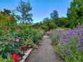 Lavendel und Rosen