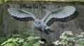 Le bel oiseau