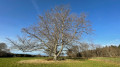 Le belle arbre (avant la ferme des Ébourbettes)