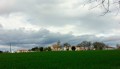 Le blé en herbe
