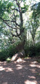 Le Bois de Breuil