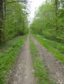 Le bois de Chauvémont