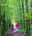 Le bois de Dézinio