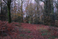 Le bois de Kério