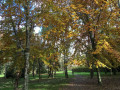 Le bois de l'Avenir