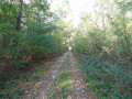 Le bois de Vérelle