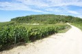 Le bois de Voigny et les vignes