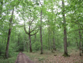 Le Bois des Ronces