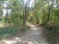 the woodland