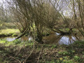 Le bord du ruisseau Margot