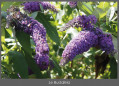 Le Buddleia