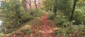 Sous-bois