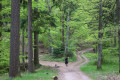 Circuit autour des 3 châteaux de Ribeauvillé et du massif du Taennchel