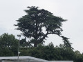 Le cèdre du Liban du parc Michel d'Ornano
