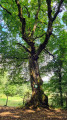 Le Charme de la forêt de Rogéville