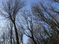Le charme des cimes en hiver