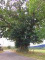 Le châtaignier de la Bitortie Le châtaignier de la Bitortie