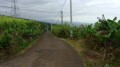 Le Chemin Bois-Blanc