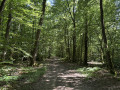 Le chemin dans la forêt