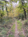 Le chemin dans la fôret Le chemin dans la fôret