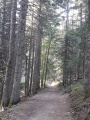Le chemin de randonnée dans la pinède